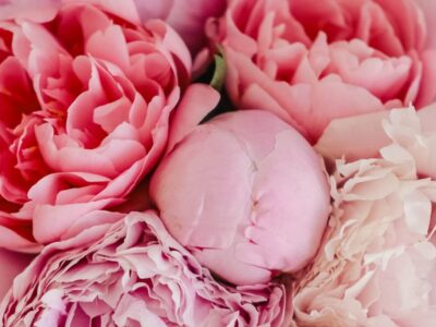 Pink und Rosa Unterschied