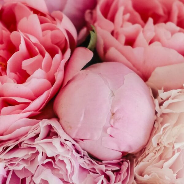 Pink und Rosa Unterschied
