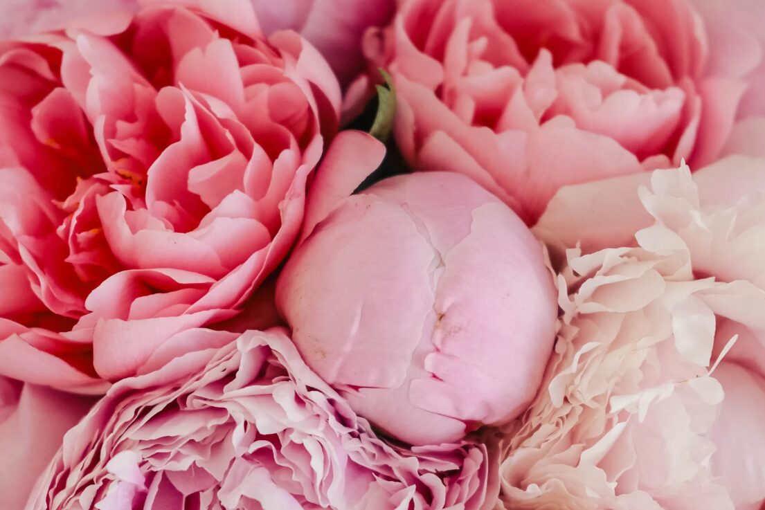 Pink und Rosa Unterschied
