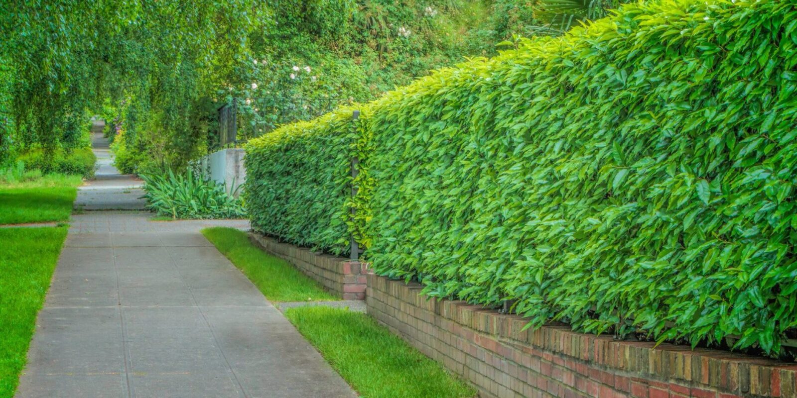 vHecke die nicht geschnitten werden muss Pflegeleicht und dauerhaft grün