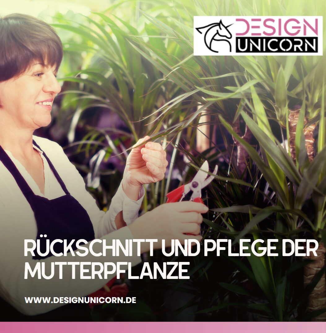 Rückschnitt und Pflege der Mutterpflanze Rückschnitt und Pflege der Mutterpflanze