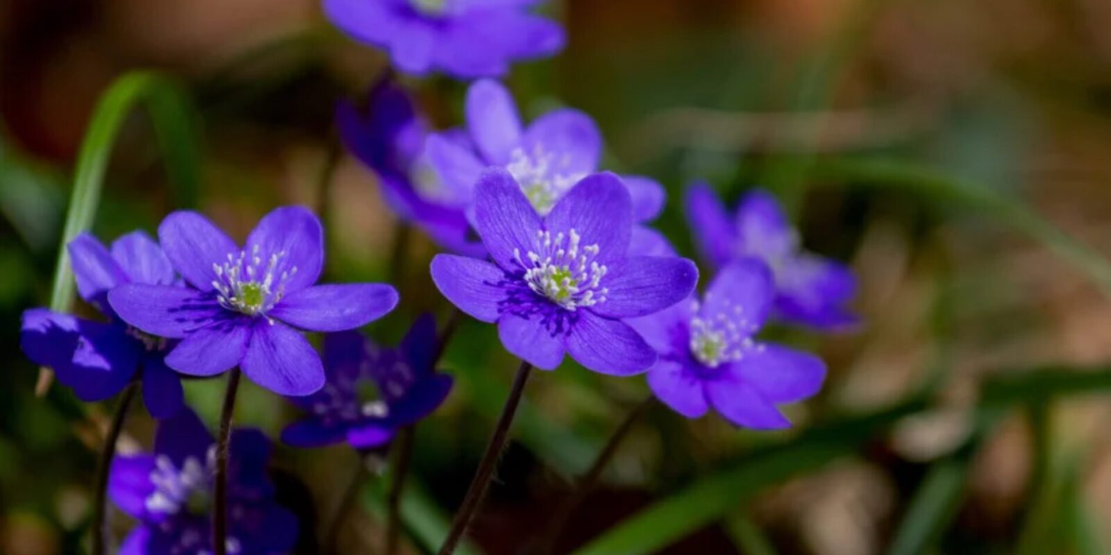 Stiefmütterchen pflanzen ab wann der komplette Ratgeber für lange Blüte