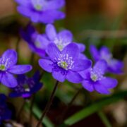 Stiefmütterchen pflanzen ab wann der komplette Ratgeber für lange Blüte