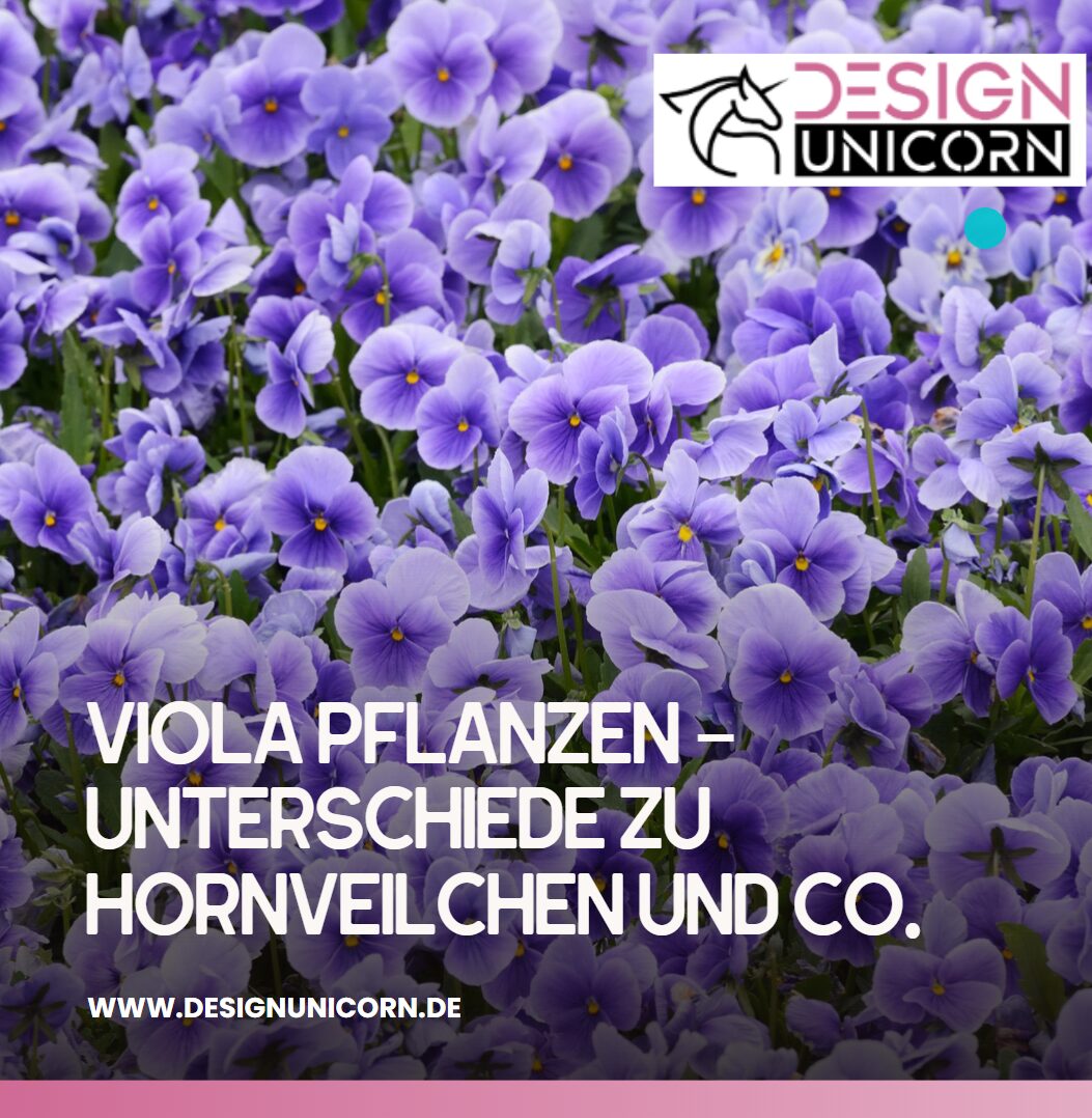 Viola pflanzen – Unterschiede zu Hornveilchen und Co.