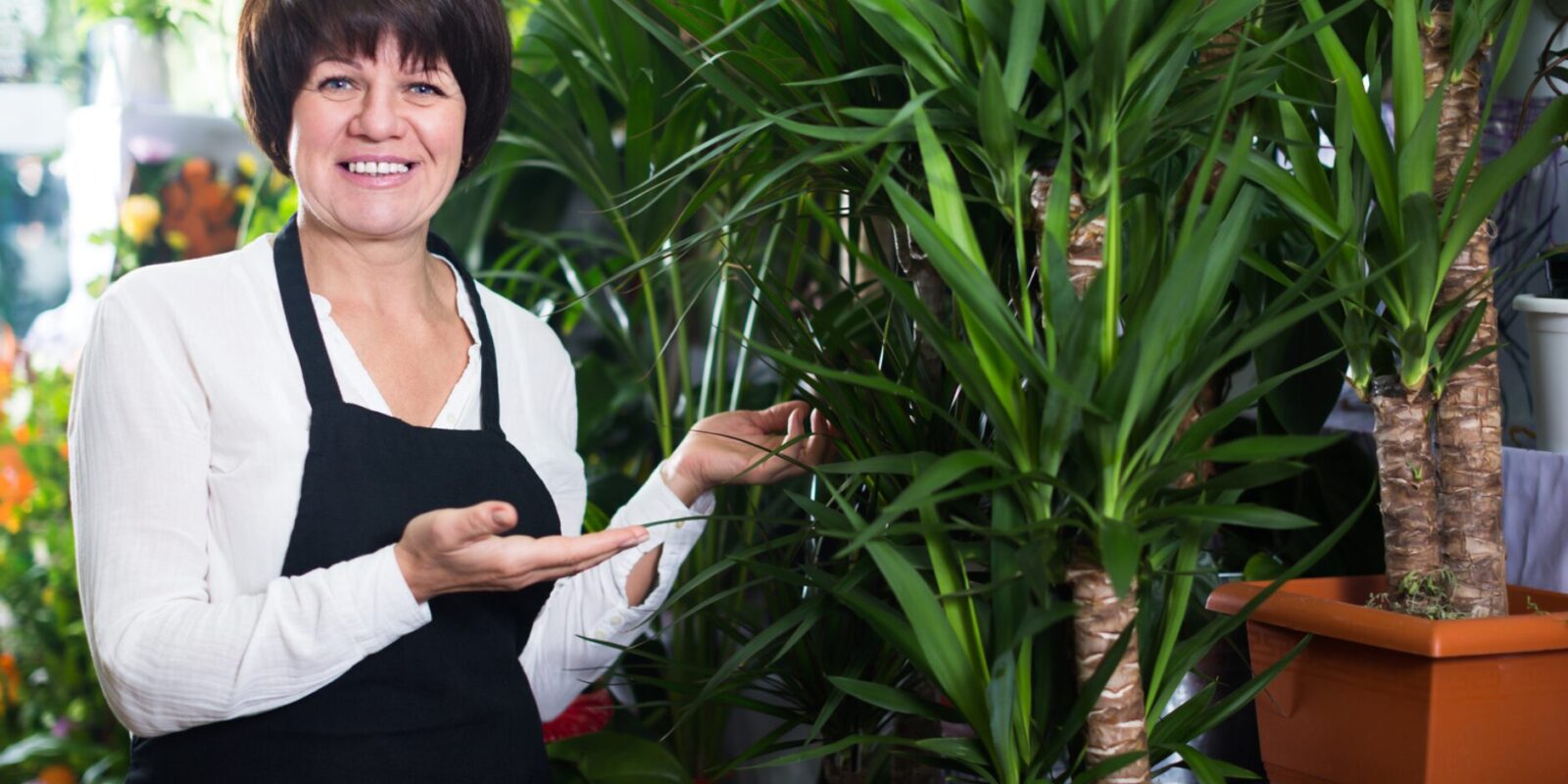 Yucca Palme vermehren leicht erklärt