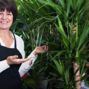 Yucca Palme vermehren leicht erklärt