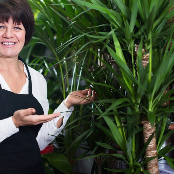 Yucca Palme vermehren leicht erklärt